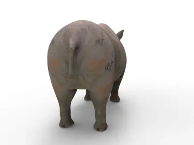 Wild 3d Rhino Rigged Model Low-poly 3D model