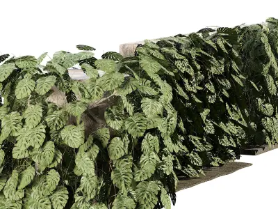 Indoor Swiss Cheese Plant Greenwall 3D Model Low-poly 3D model