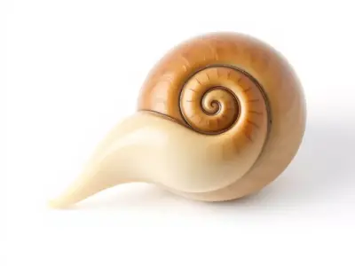 Glossy Spiral Shell model pack Low-poly 3D model
