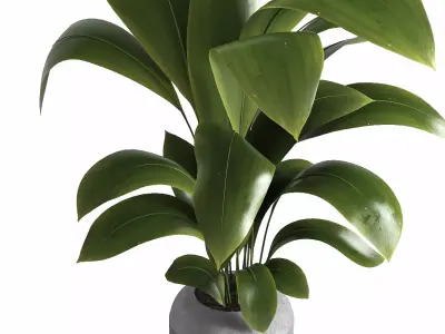 Indoor plant 041 3D model
