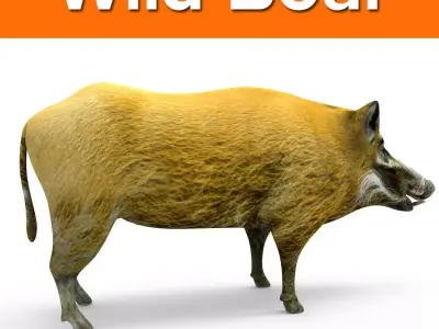 Wild Boar 3d Model Low-poly 3D model