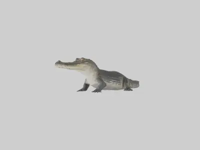 Slender-snouted crocodile Low-poly 3D model