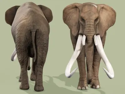ELEPHANT RIGGED ANIMATED 5 Low-poly 3D model