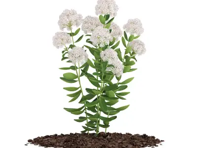 Flowering Sedum Plant Sedum sarmentosum 3D model