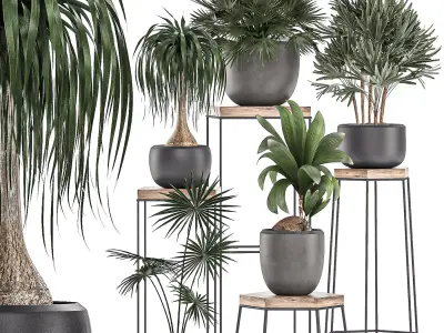 Plants in pots on a stand for the interior 525 3D model