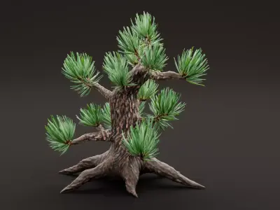 Stylized Pine Bonsai Tree Low-poly 3D model