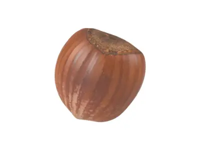 Photorealistic Hazelnut 3D Scan 2 3D model