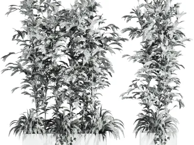 Plants Set 3D model order