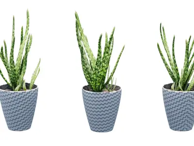 Pot Plant Aloe Vera 3D model