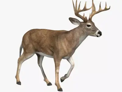 Deer ANIMATED 3D model