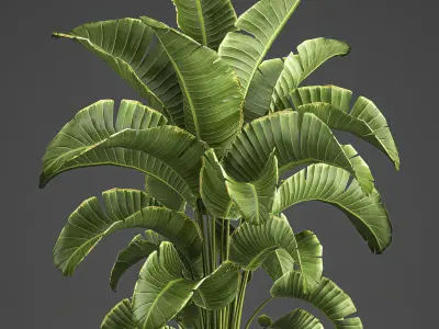 Banana palm in a pot for the interior 774 3D model