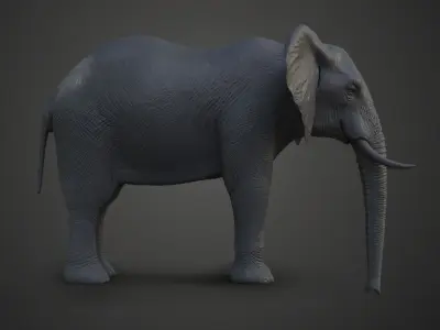 African Elephant Model 3D model