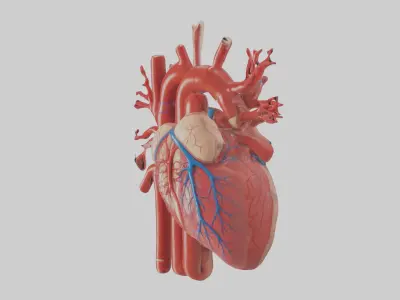 Human Circulatory Sys 1 Low-poly 3D model