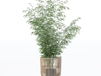Bamboo in modern flower pot 3D model
