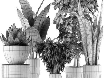 Plants Collection 43 3D model