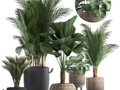 Collection of exotic palm trees in pots 422 3D model