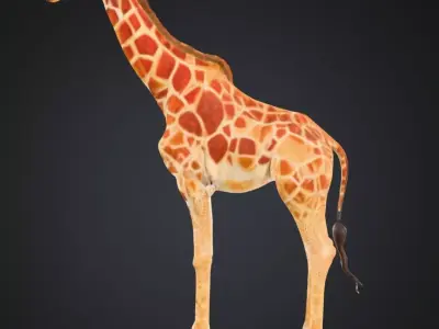 Realistic Giraffe 3D Model High Detail Safari Animal Low-poly 3D model