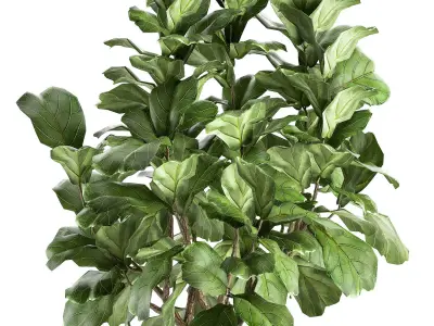 Ficus lyrata in a pot for the interior 853 3D model