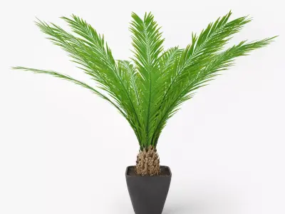 Palm Tree in Pot 3D model