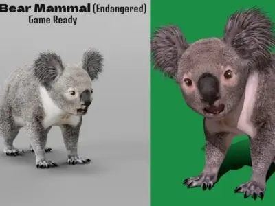 Koala Bear Mammal 3D model