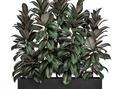 Ficus robusta in a black flowerpot 514 3D model