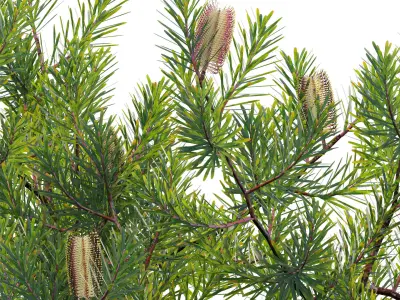 Banksia spinulosa - Hairpin Banksia 02 3D model