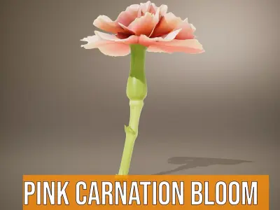 Pink Carnation Bloom model pack Low-poly 3D model