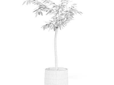 Small Tree 3D Model in Black Pot 3D model