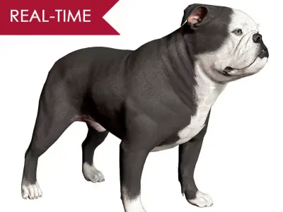 English Bulldog Real-Time Low-poly 3D model