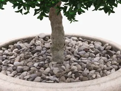 Potted Topiary Buxus 02 3D model