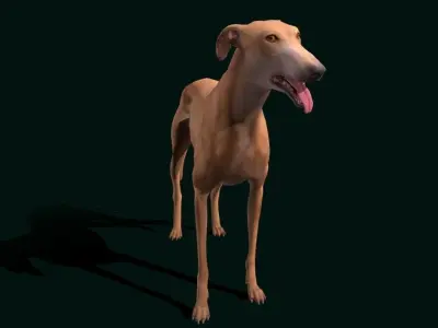 GreyHound Dog Breed Low-poly 3D model