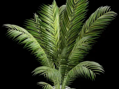 Indoor plant collection 03 3D model