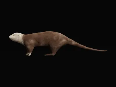 Sea Otter Mammal  Low-poly 3D model