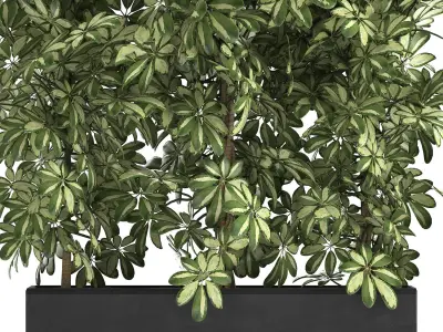 Decorative Schefflera in flowerpots 764 3D model