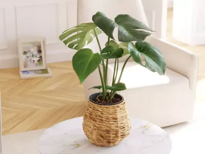 Monstera plant in willow basket 3D model