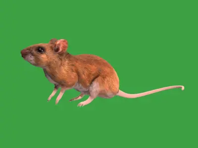 Key Largo Cotton Mouse Low-poly 3D model