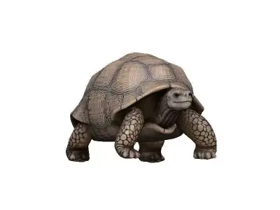 Tortoise Low-poly 3D model