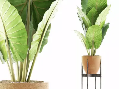 Plants Collection 56 3D model