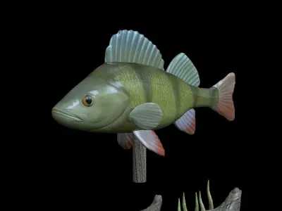 BIG PERCH UNDERWATER STATUE DETAILED TEXTURE FOR 3D PRINTING 3D print model
