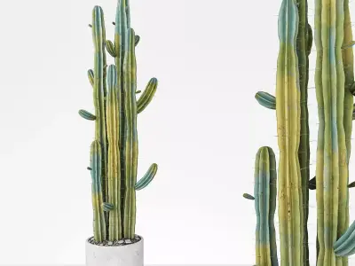 Plant 6 two cactus plants in pot 3D model