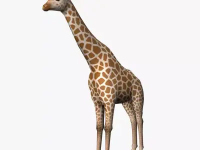 Giraffe Low-poly 3D model 13