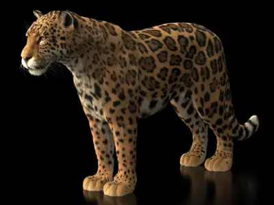 Jaguar ANIMATED Xgen core 3D model