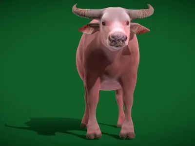 Albino Asian Water Buffalo  3D model