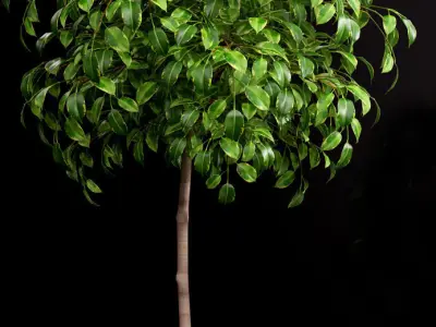 Plant 70 3D model