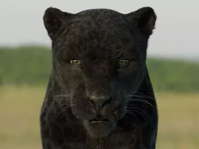 Panther 3D Blender I Animated 3D model