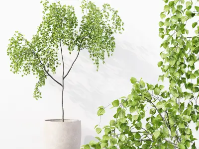 Collection Indoor Plants 027 3D model