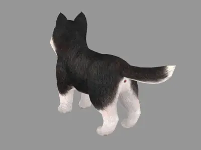 Cartoon pet puppy - Husky - baby dog Low-poly 3D model