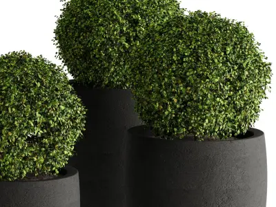 Aglaia odorata plant 01 3D model