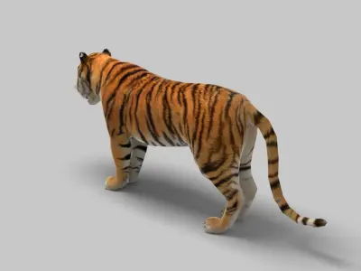 Tiger 3D model 3