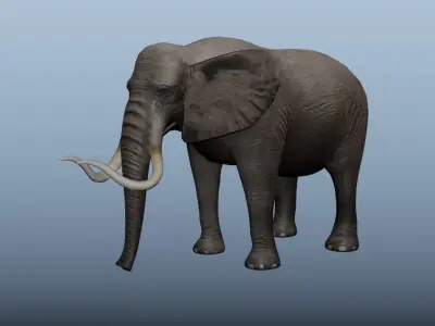 African Elephant Animated 3D model Low-poly 3D model